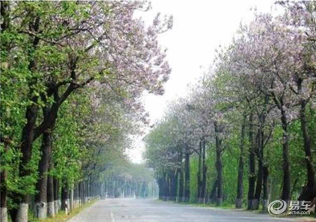 种植泡桐已经成为该县百姓的一种习惯,家家户户都种泡桐树.
