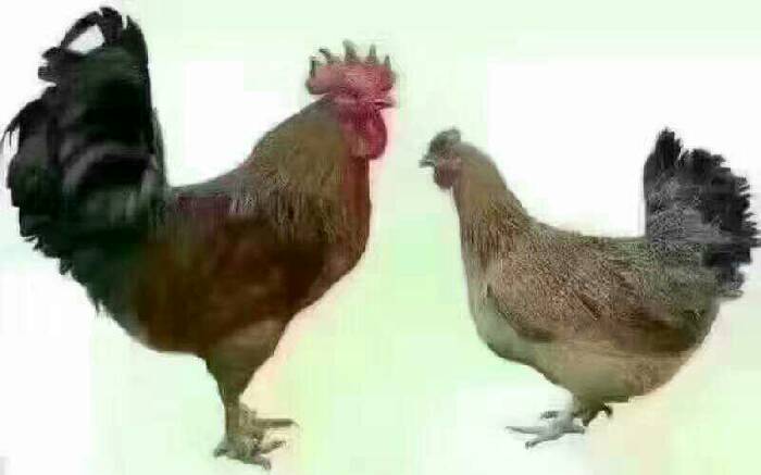 一毛不拔