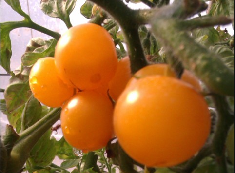 135557667_550.jpg