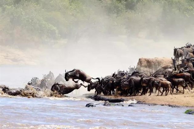 在马赛马拉看角马过河
